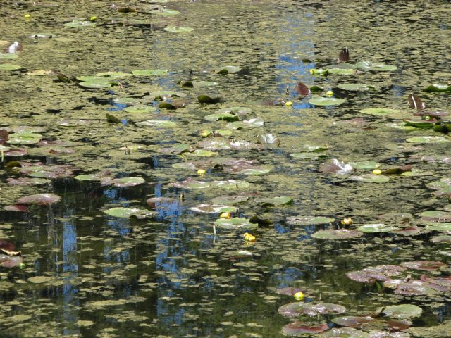 Lily Pond